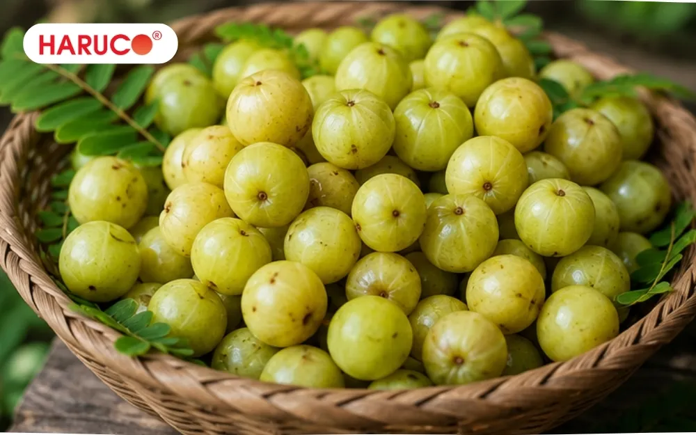 Chọn quả me rừng có nguồn gốc rõ ràng, không bị mốc, thối hoặc dập nát