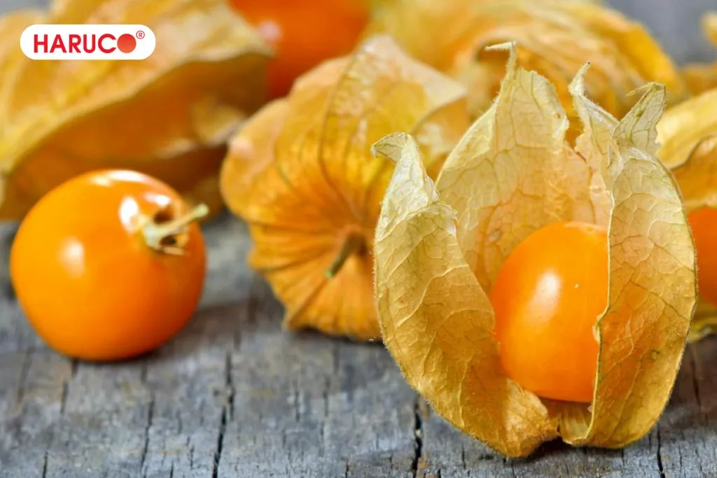 Giới thiệu về quả tầm bóp