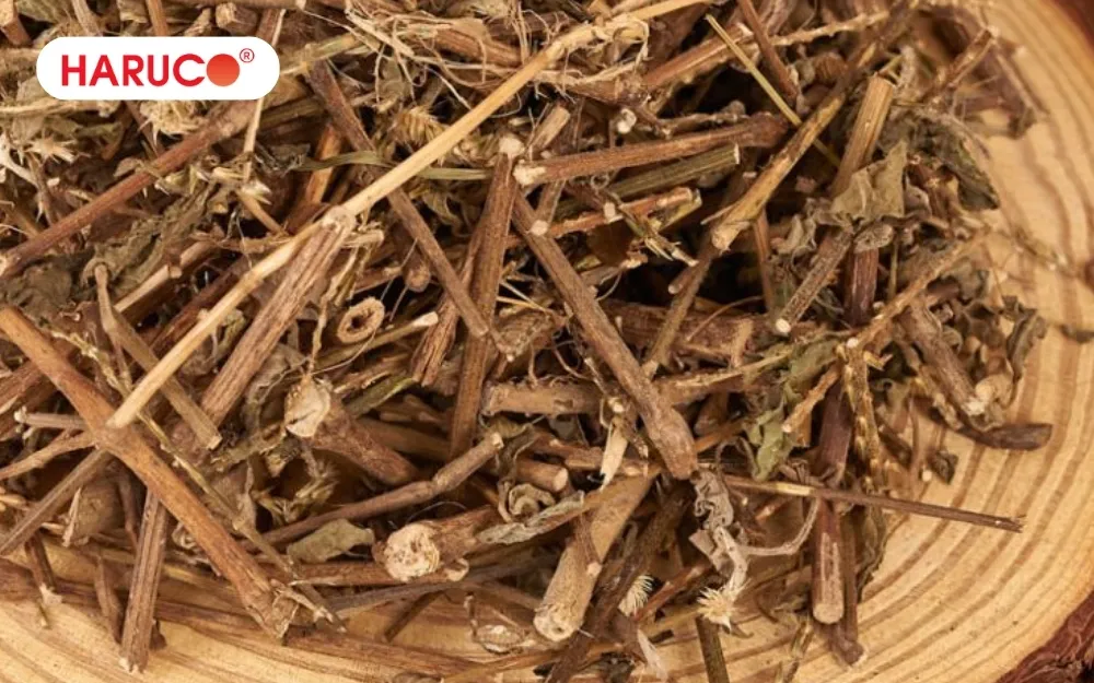 Sử dụng rễ cây cỏ xước thu hái ở vùng sạch khi ngâm rượu