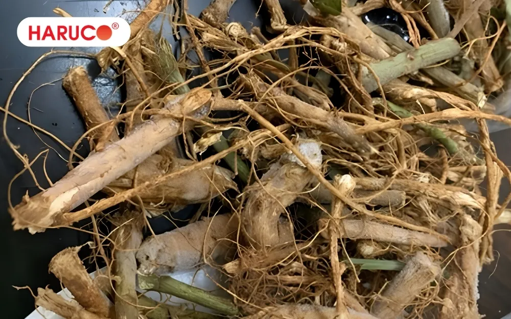 Chọn nguyên liệu sạch, đúng phần cây xấu hổ trước khi ngâm