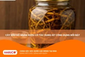 Cây xấu hổ ngâm rượu có tác dụng gì? Dược liệu “vàng” cho xương khớp