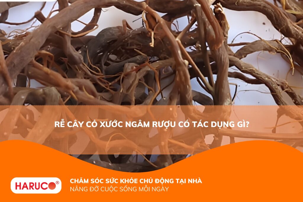 Rễ cây cỏ xước ngâm rượu có tác dụng gì? Bí quyết hỗ trợ xương khớp khỏe mạnh
