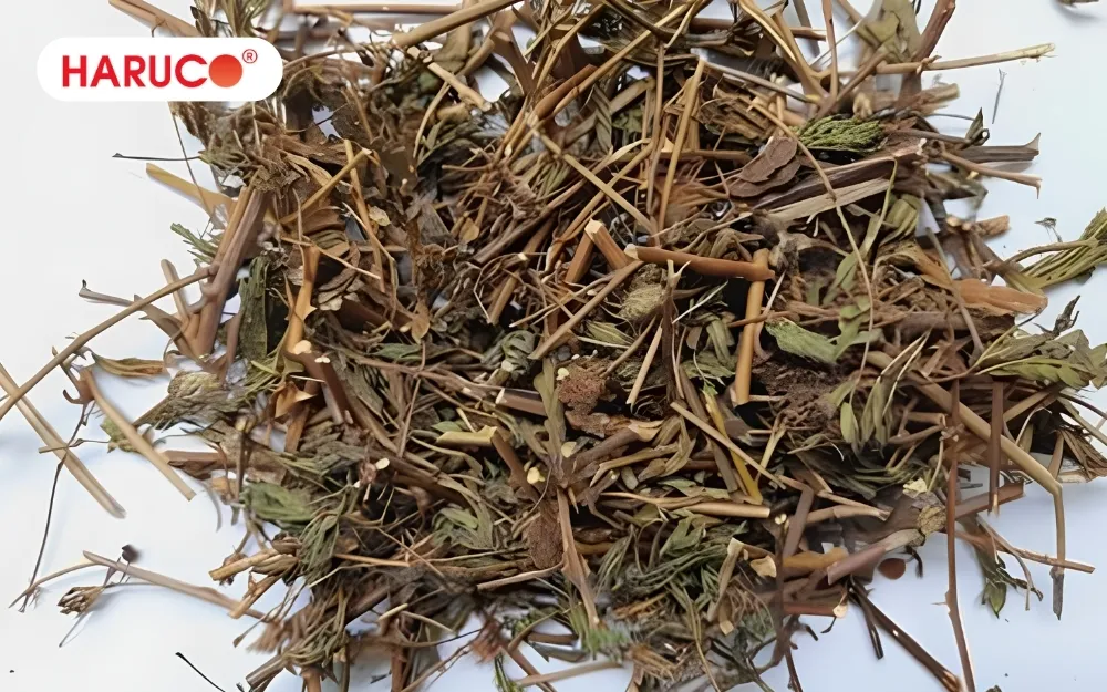 Cây xấu hổ hoàn toàn có thể dùng để ngâm rượu