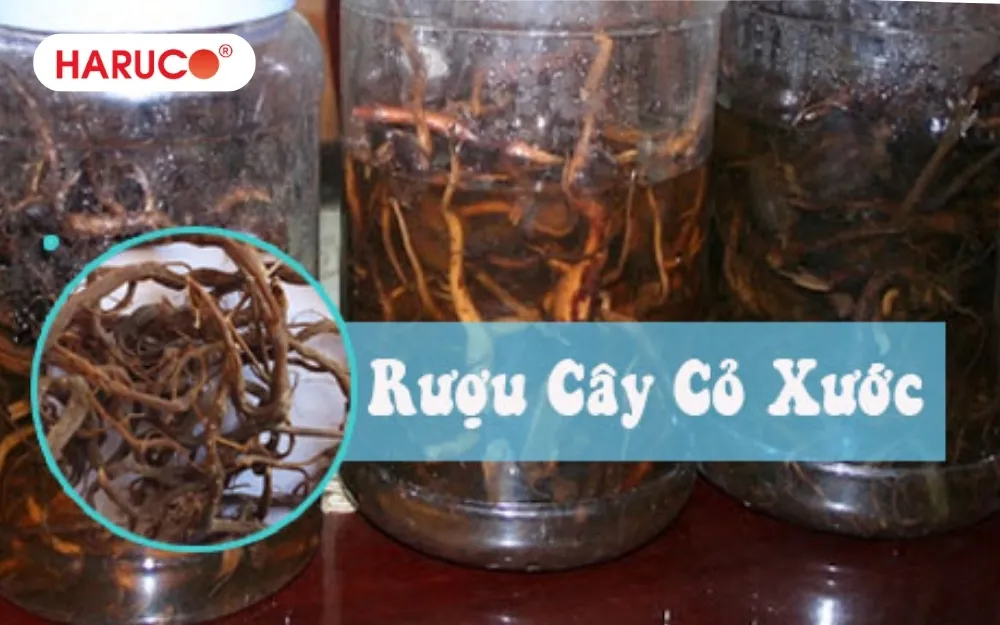 Rễ cây cỏ xước ngâm rượu tối thiểu 100 ngày có thể sử dụng
