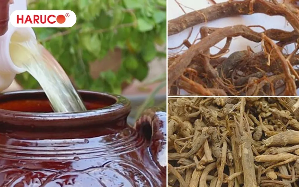 Dùng rượu rễ cây cỏ xước xoa bóp lên các vùng khớp bị đau nhức