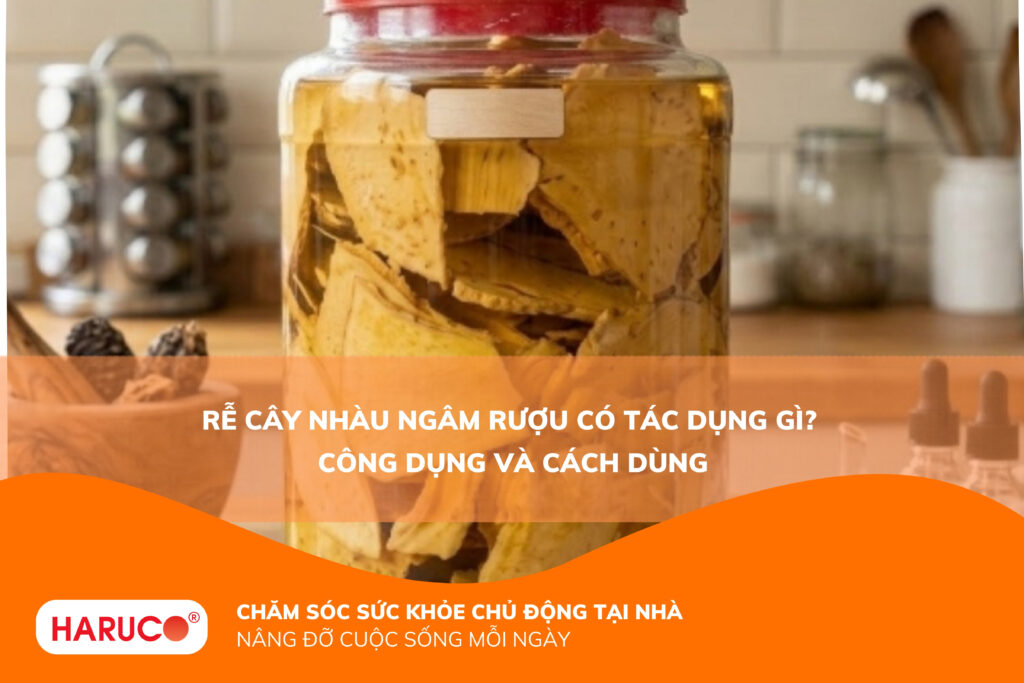 Rễ cây nhàu ngâm rượu có tác dụng gì? Công dụng, cách ngâm và lưu ý