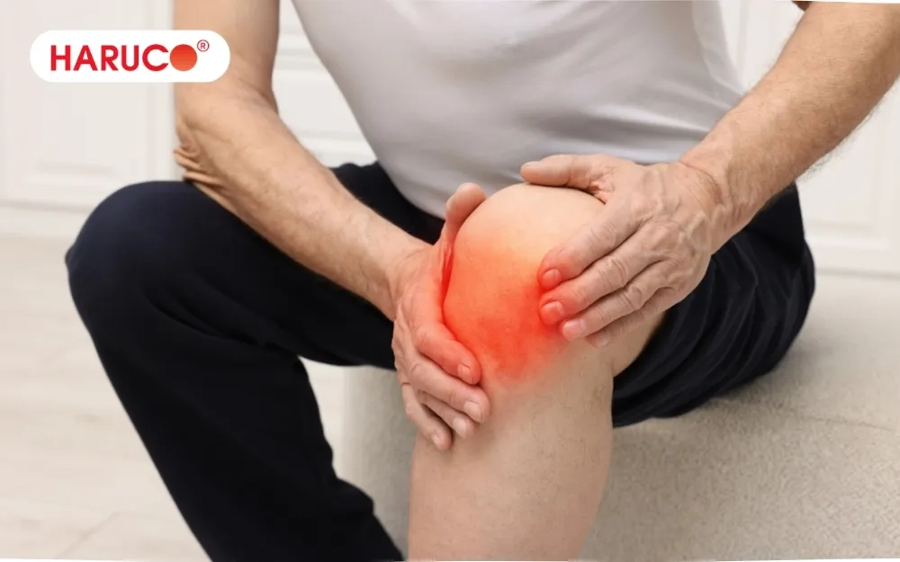 Rễ cây nhàu ngâm rượu có tác dụng hỗ trợ giảm đau nhức xương khớp