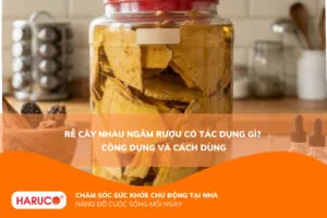 Rễ cây nhàu ngâm rượu có tác dụng gì? Công dụng, cách ngâm và lưu ý
