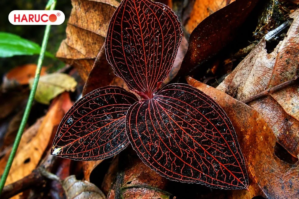 Lan kim tuyến là cây gì?