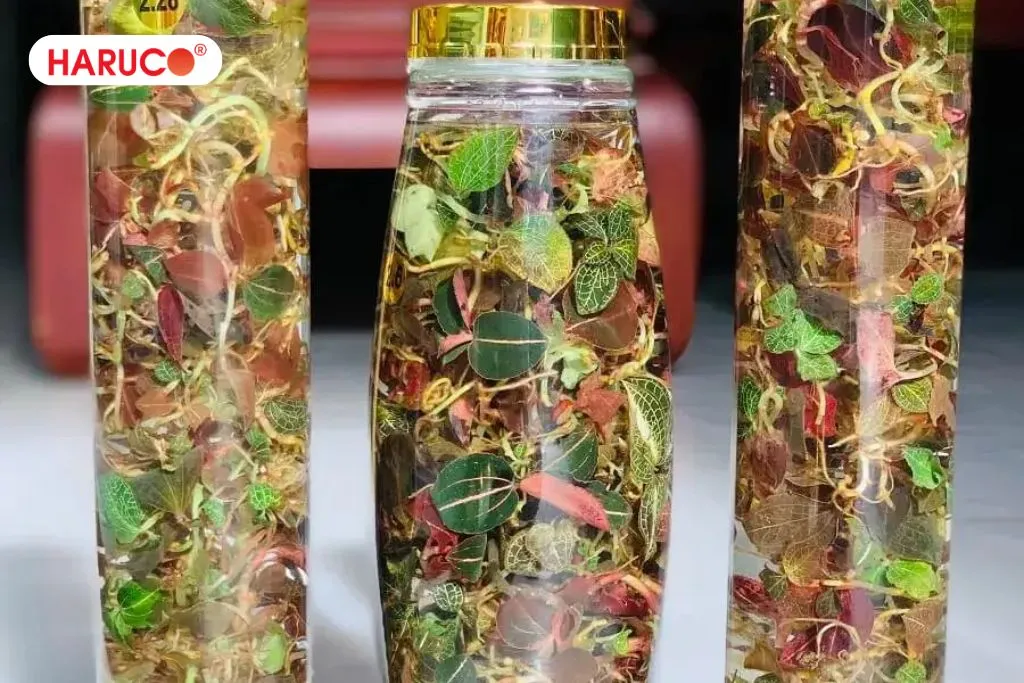 Rượu lan kim tuyến có tác dụng gì?