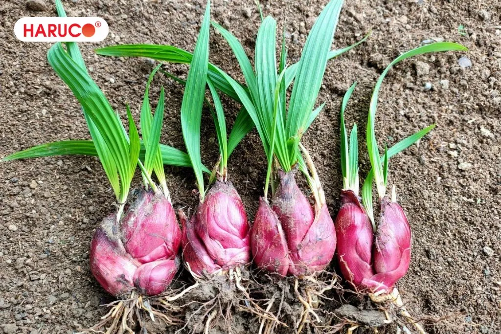 Sâm đại hành là gì?