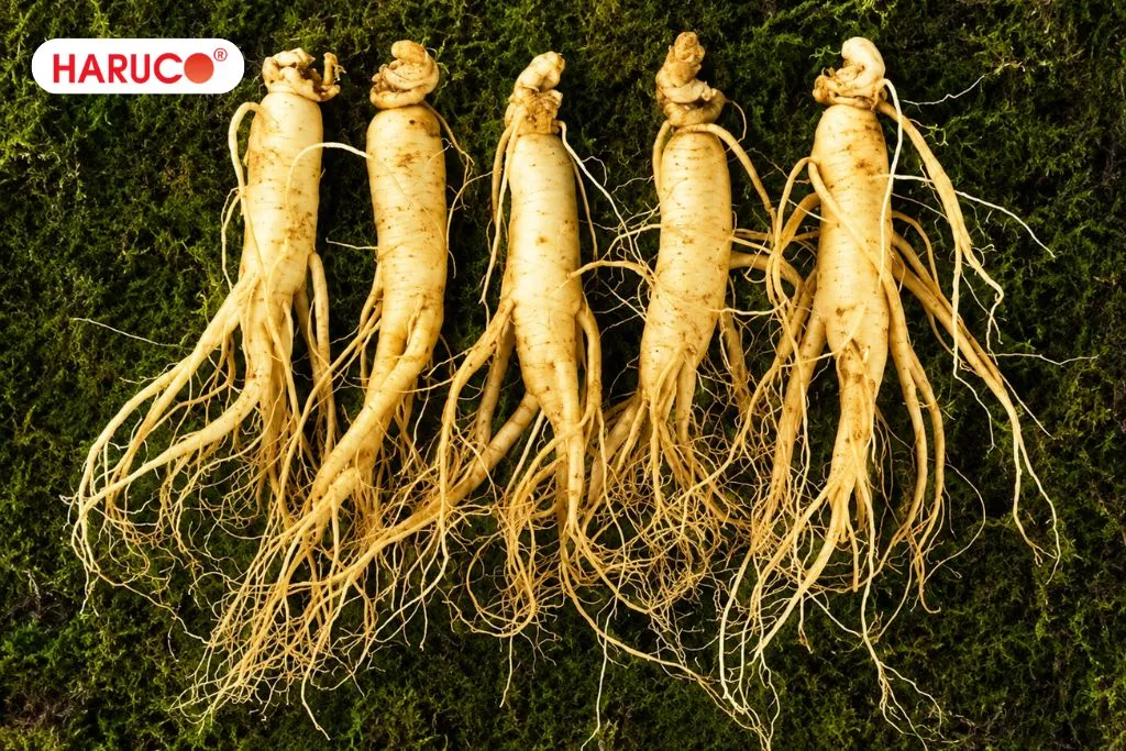Sâm Trường Bạch là sâm gì?