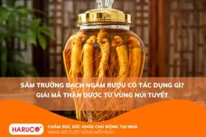 Sâm Trường Bạch ngâm rượu có tác dụng gì