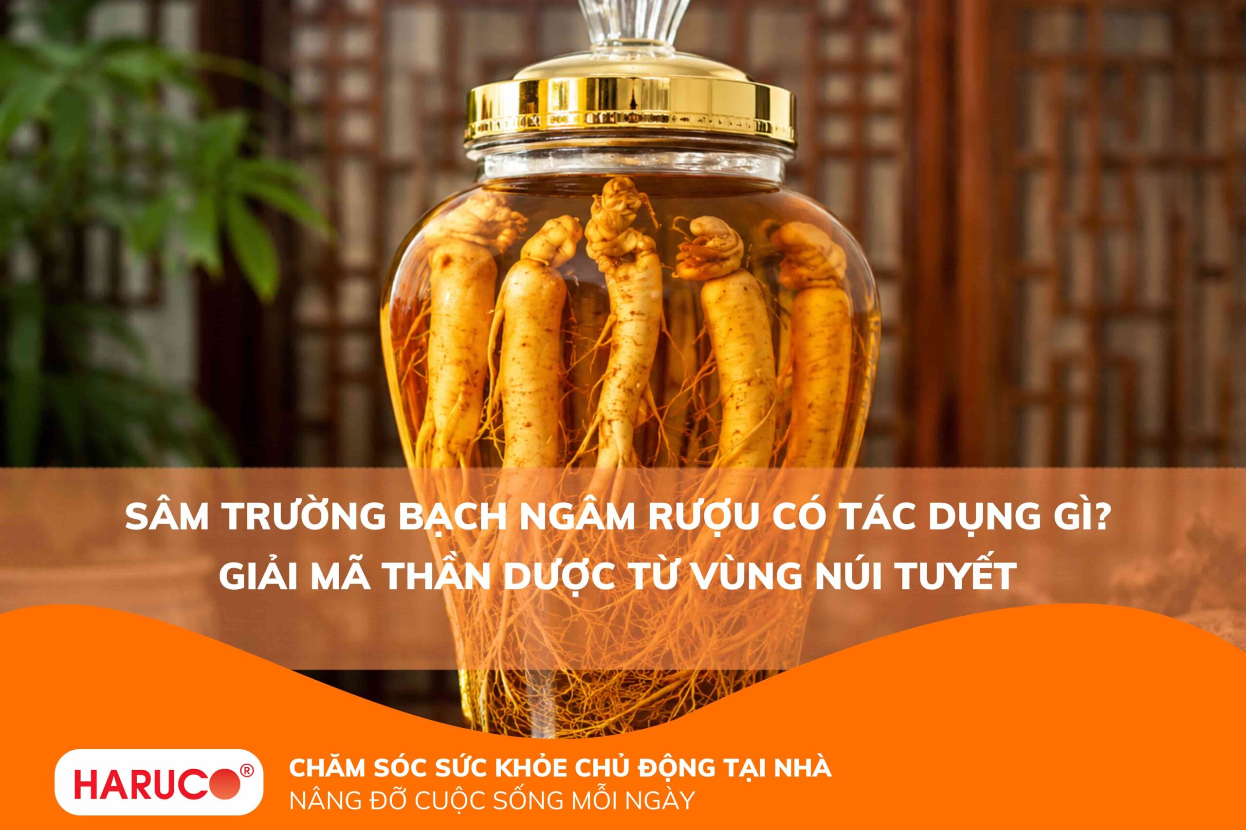 Sâm trường bạch ngâm rượu có tác dụng gì? Giải mã thần dược từ vùng núi tuyết