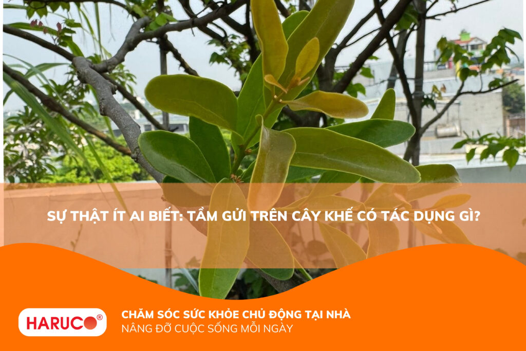 Tầm gửi trên cây khế có tác dụng gì? Giải mã bài thuốc dân gian