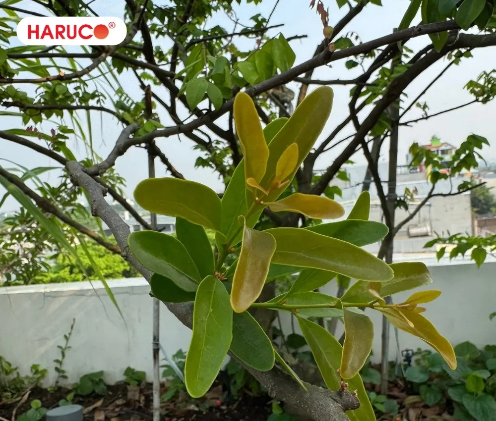 Tầm gửi trên cây khế là loài cây sống ký sinh trực tiếp trên thân hoặc cành của cây khế