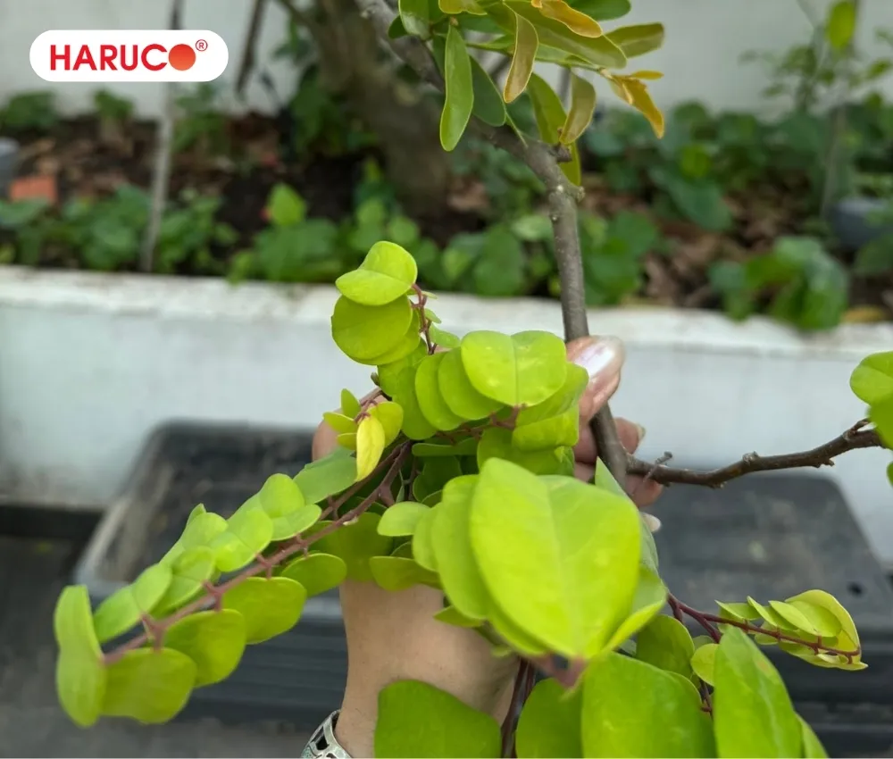 Không tự nhận diện tầm gửi chỉ dựa vào cây chủ