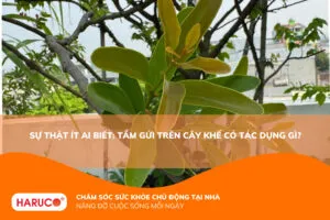 Tầm gửi trên cây khế có tác dụng gì? Giải mã bài thuốc dân gian