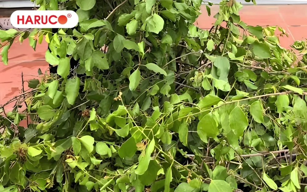 Tầm gửi cây khế được ghi nhận có khả năng làm dịu niêm mạc họng