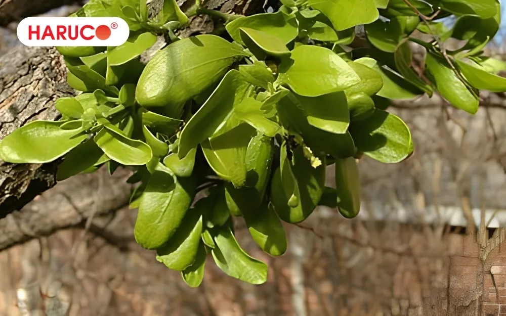 Tầm gửi trên cây khế có tác dụng trị bong gân, chấn thương