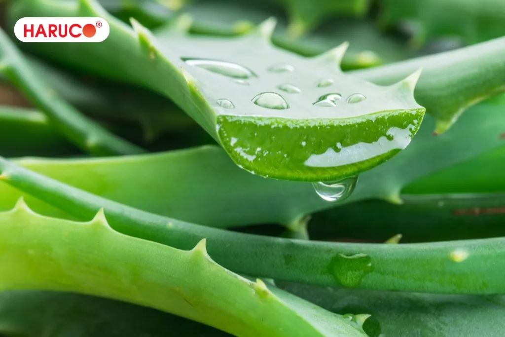 Tìm hiểu về cây nha đam