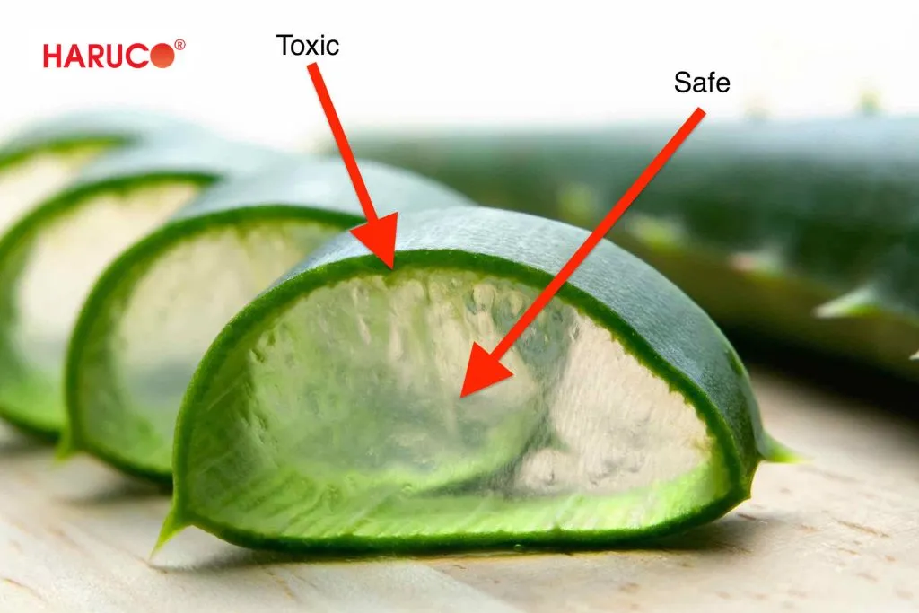 Cách sơ chế nha đam sống an toàn trước khi uống