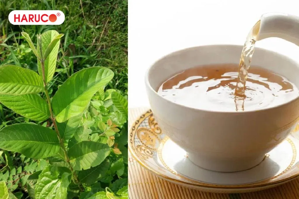 Uống nước lá ổi tươi có tác dụng gì?