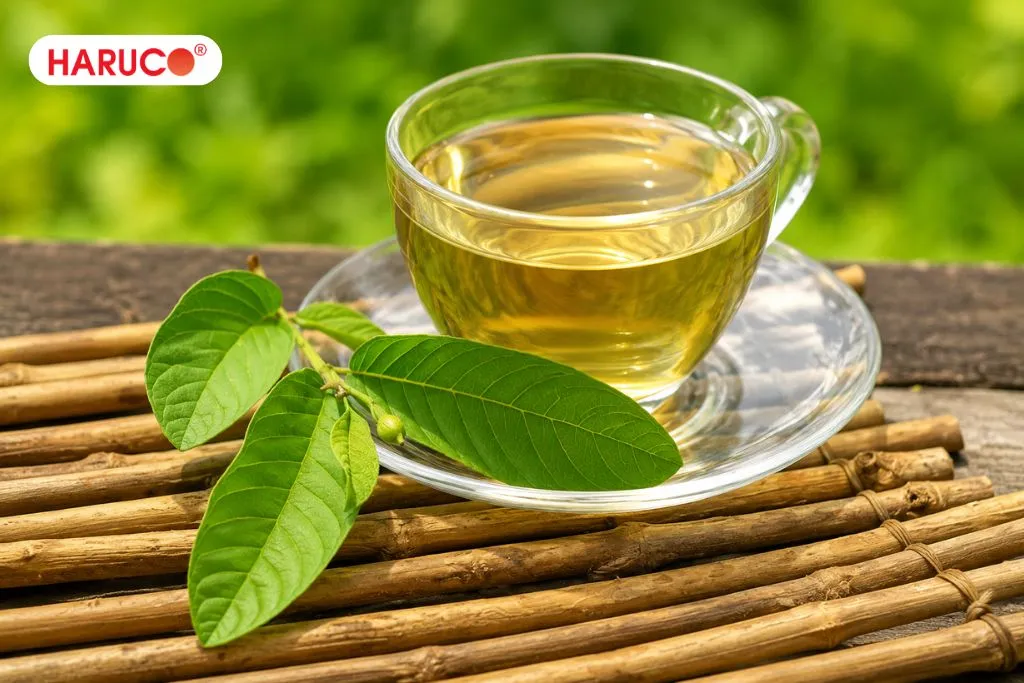Uống nước lá ổi tươi có tác dụng gì?