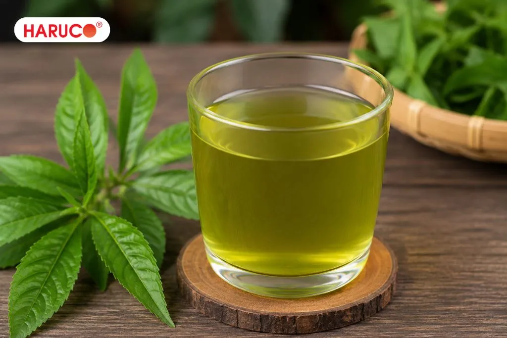 Uống nước lá xương sông có tác dụng gì?