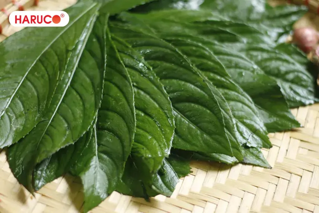 Hướng dẫn pha nước uống lá xương sông