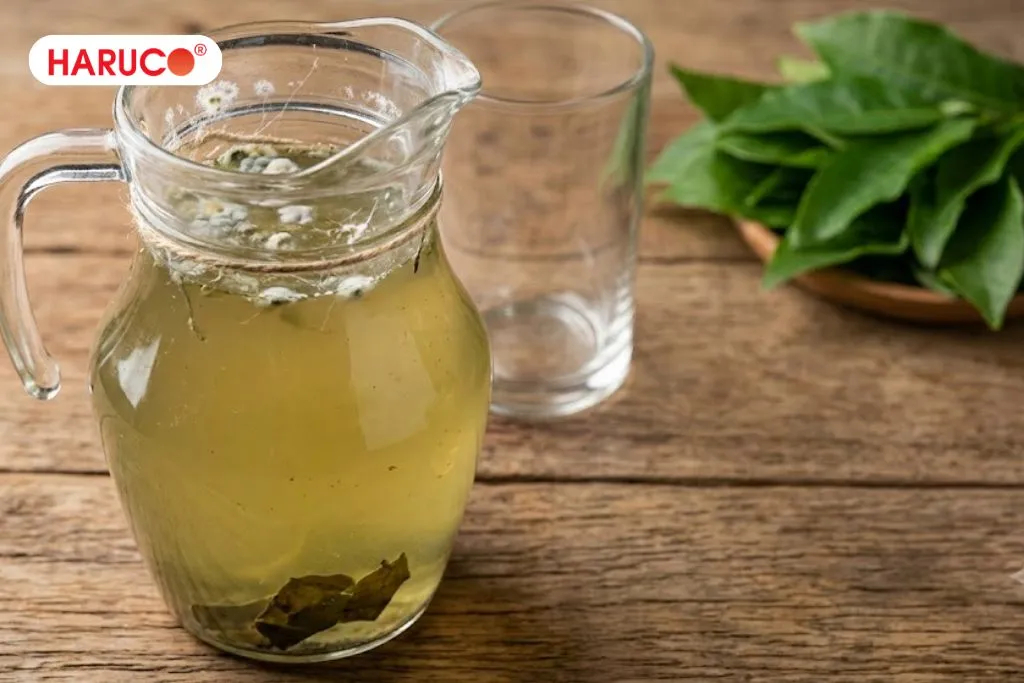Lưu ý cần nhớ khi uống lá xương sông 