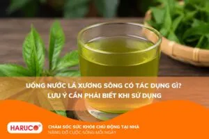 Uống nước lá xương sông có tác dụng gì