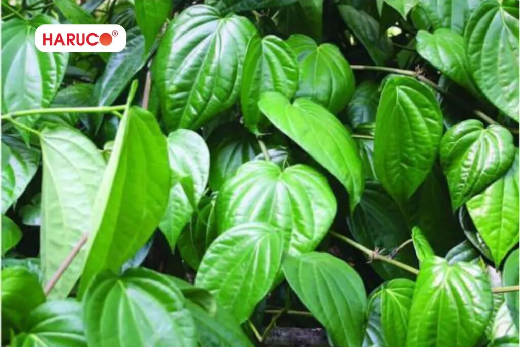 Các loại lá cây chữa đau lưng được nhiều người sử dụng