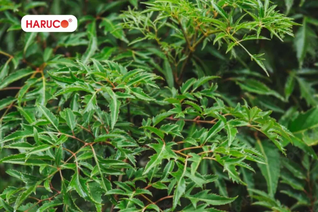 Các loại lá cây chữa đau lưng được nhiều người sử dụng
