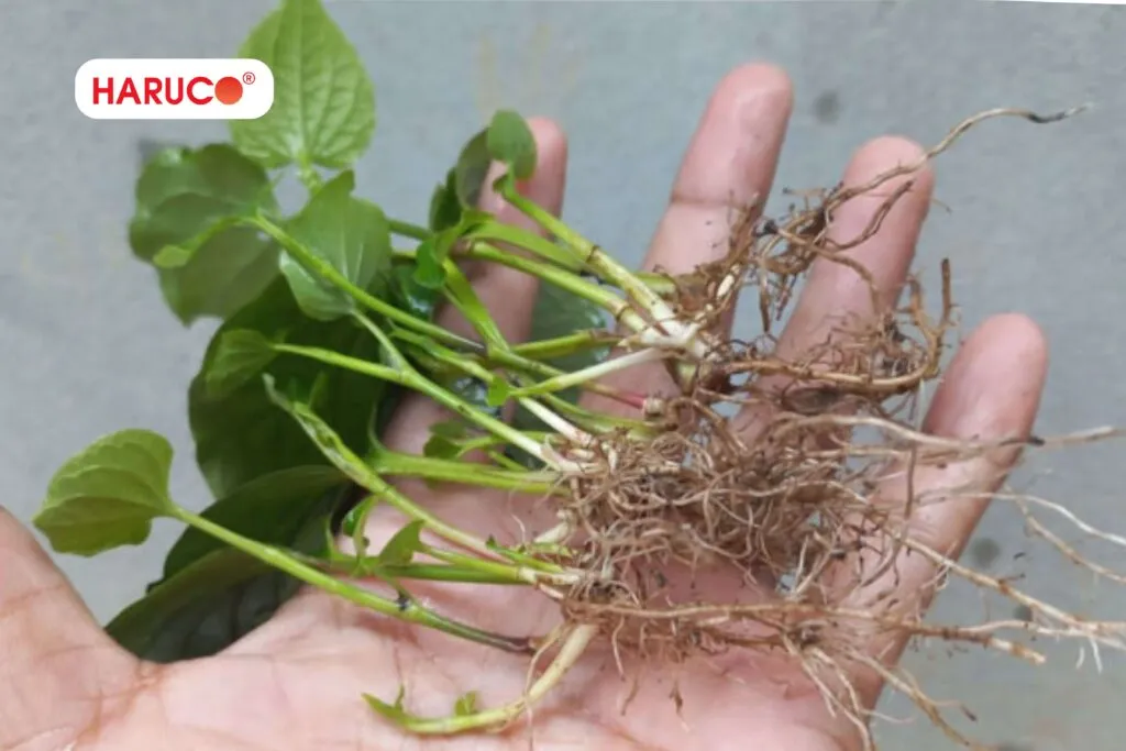 Cách chữa hôi miệng bằng lá lốt được nhiều người áp dụng