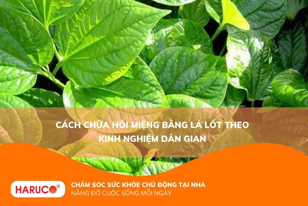 Cách chữa hôi miệng bằng lá lốt theo kinh nghiệm dân gian