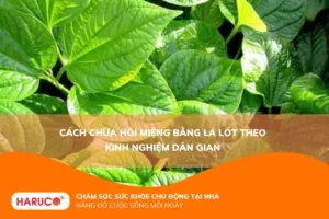 Cách chữa hôi miệng bằng lá lốt theo kinh nghiệm dân gian