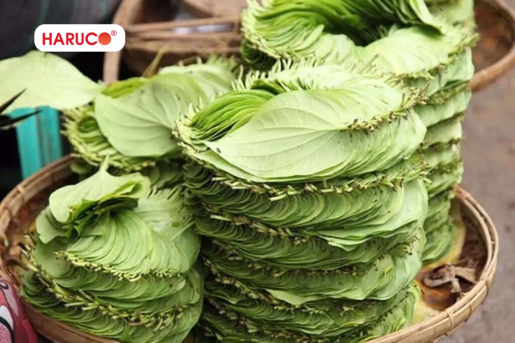 Chữa hôi miệng bằng lá trầu không có hiệu quả không?