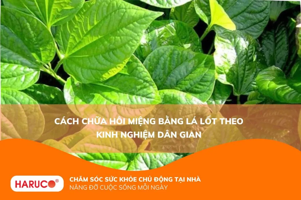 Cách chữa hôi miệng bằng lá lốt theo kinh nghiệm dân gian