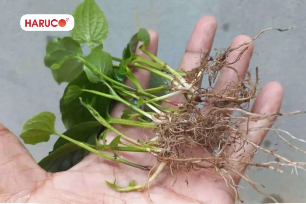 Chữa hôi miệng bằng rễ lá lốt